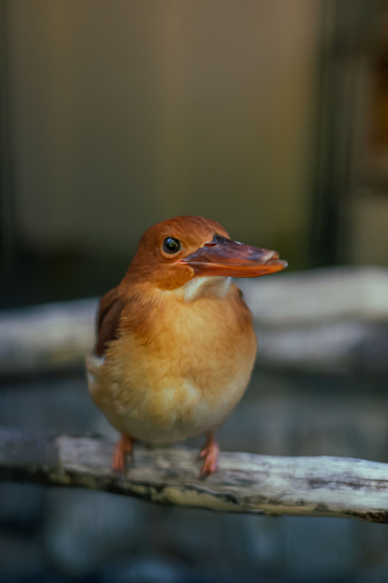アカショウビン(福井県池田町・足羽川で撮影)